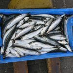 Indonesia’s Seafood Export Strategy to the U.S. in the Post-“Trump Tariff” Era